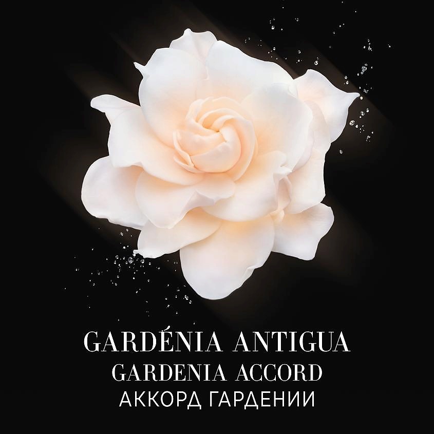 GIORGIO ARMANI Gardenia Antigua – фото 6